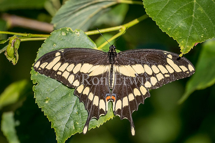 Giant Swallowtail