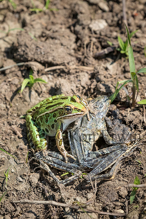 Leopard Frog  & Dead Frog
