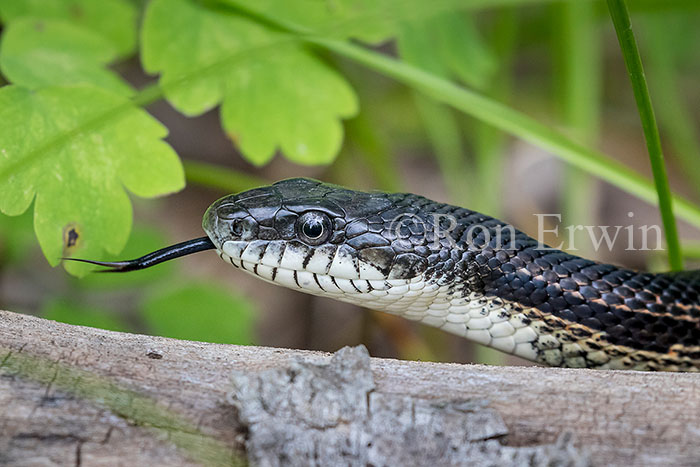 Gray Ratsnake