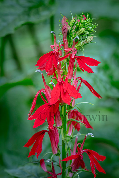 Cardinal Flower