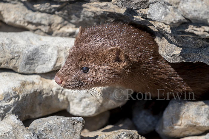 American Mink