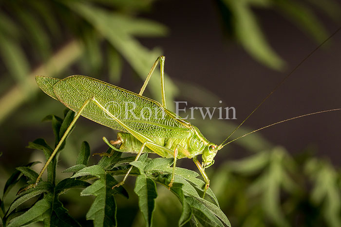 Male Northern Bush Katydid