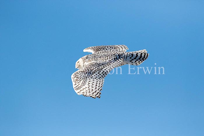 Snowy Owl