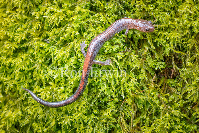 Eastern Red-backed Salamander