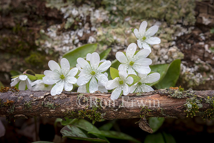 Sharp-lobed Hepatica