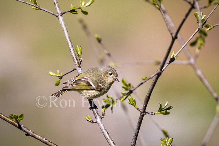 Ruby-crowned Kinglet