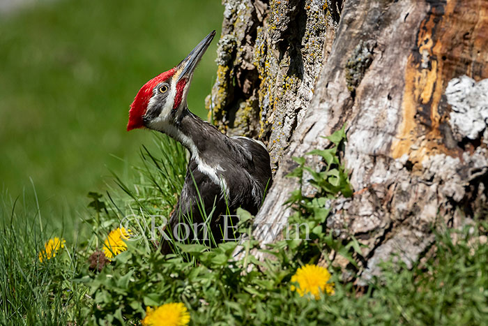 Pileated Woodpecker Male