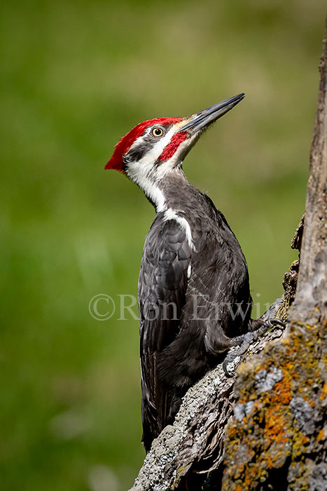 Pileated Woodpecker Male