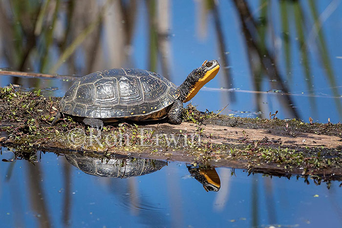 Blanding’s Turtle