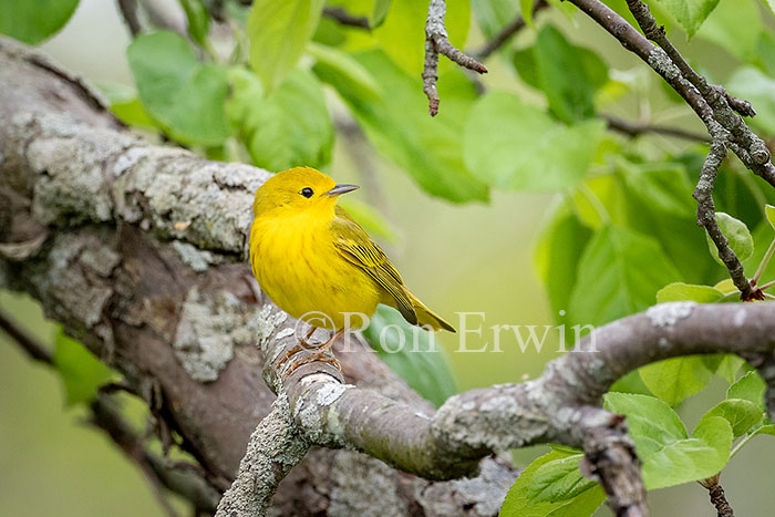 Yellow Warbler Male, ON