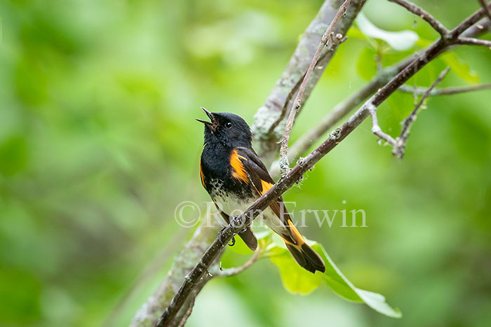 Male American Redstart, ON