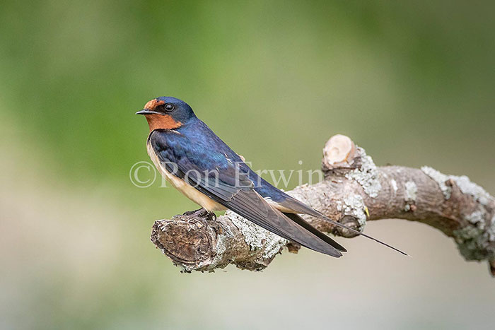Barn Swallow, ON