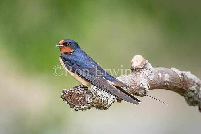 Barn Swallow, ON Barn Swallow, ON