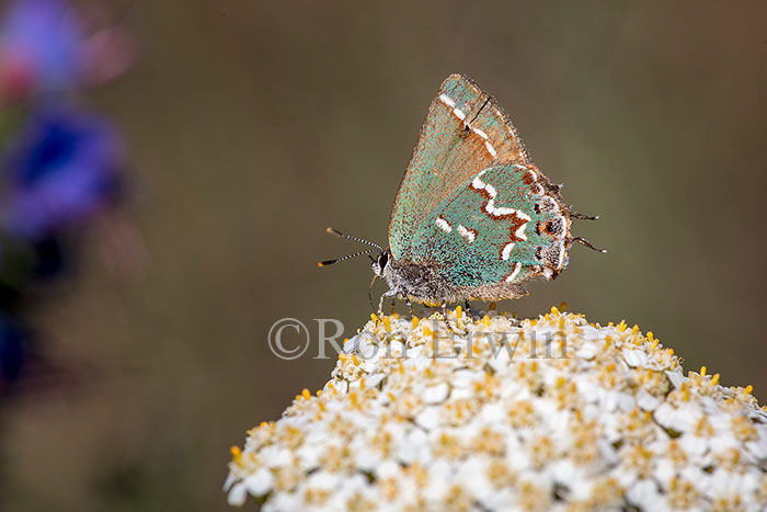 Juniper Hairstreak