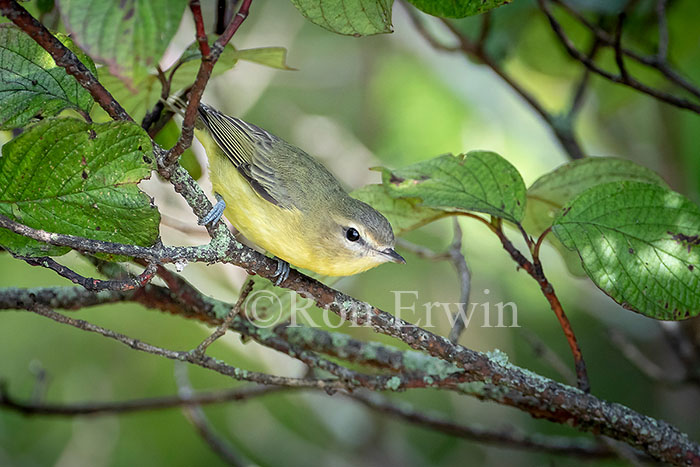 Philadelphia Vireo