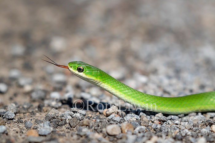 Smooth Greensnake