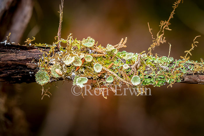 Trumpet or Pixie Cup Lichen