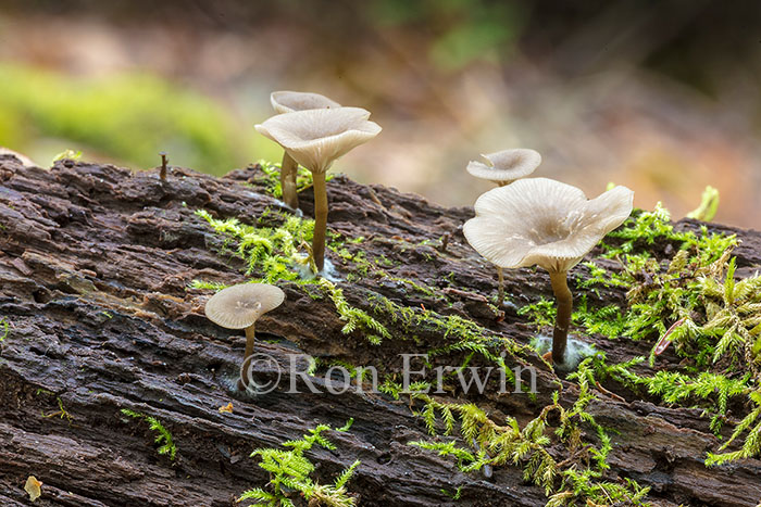 Mushrooms on Log