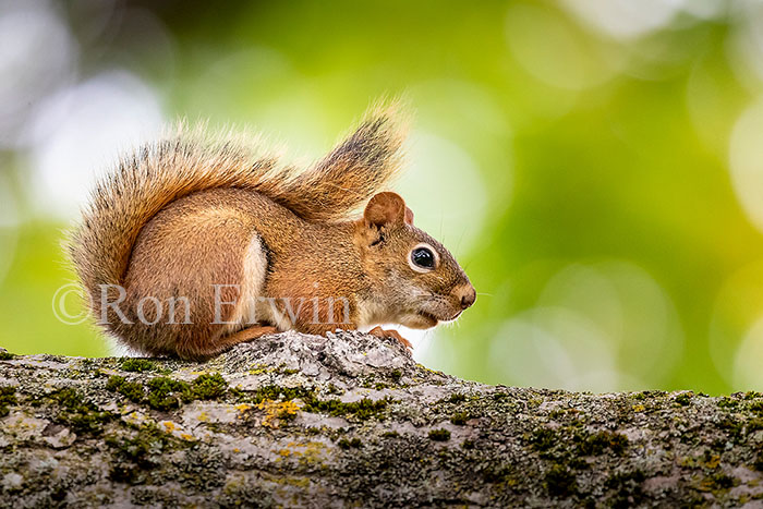 Red Squirrel