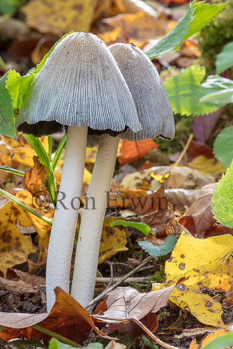 Coprinus Fungus