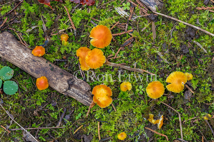 Waxcap Mushrooms