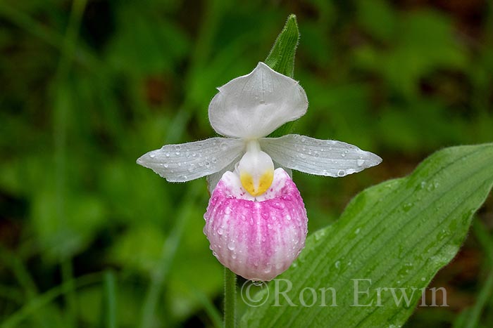 Showy Lady's Slippers