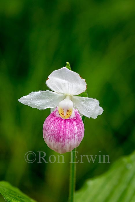 Showy Lady's Slippers