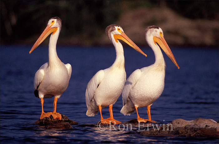 American White Pelicans &copy; Ron Erwin