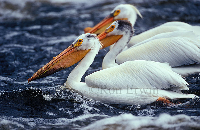 American White Pelicans &copy; Ron Erwin