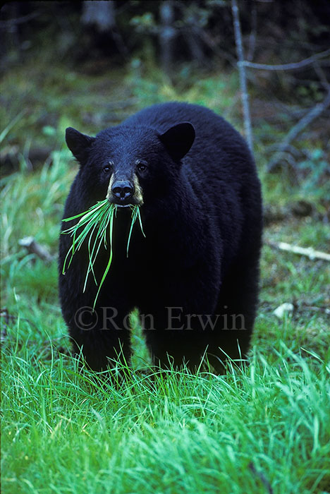 Black Bear Foraging