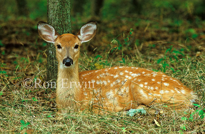 White-tail Deer Fawn