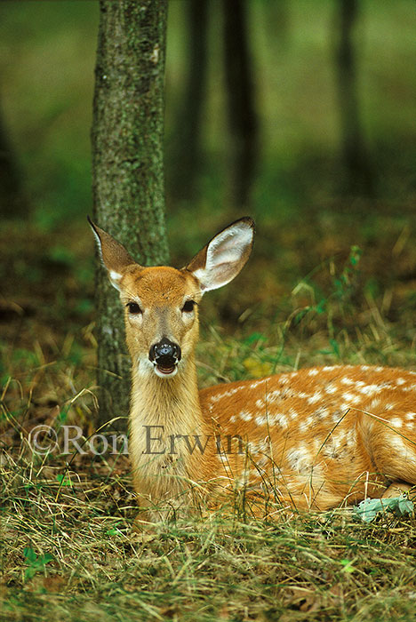 White-tail Deer Fawn