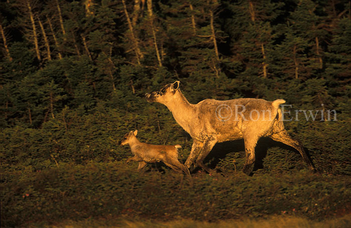 Caribou Cow and Calf