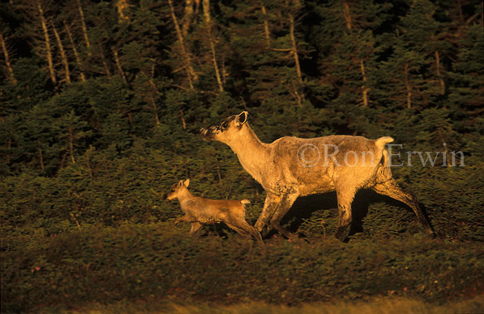 Woodland Caribou Cow and Calf