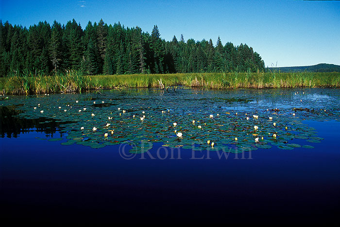 Algonquin Ontario Wetlands