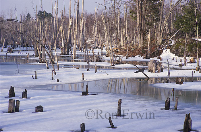 Winter Thaw &copy; Ron Erwin