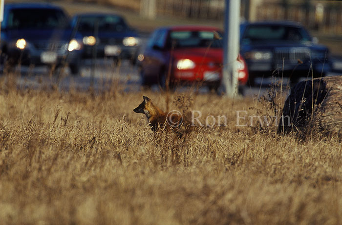 Red Fox and Traffic