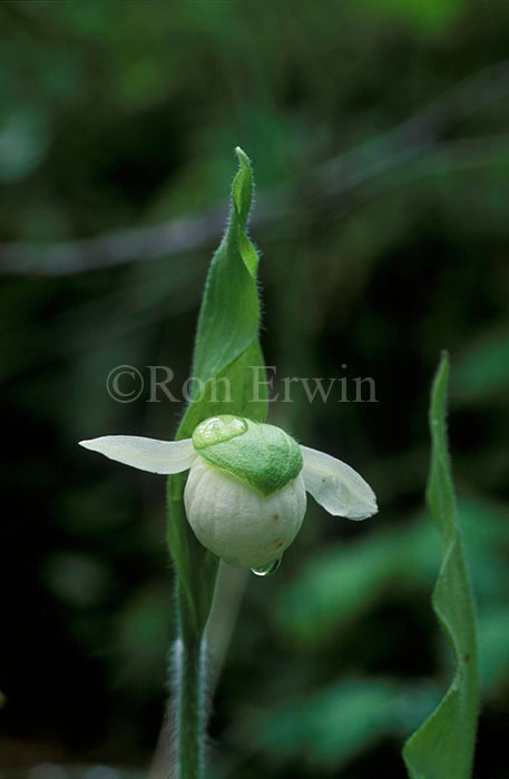 Franklin's Lady's Slipper  &copy; Ron Erwin