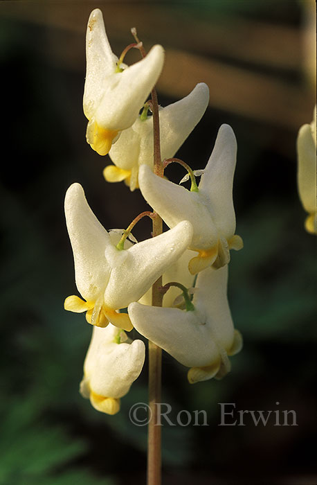 Dutchman's Breeches