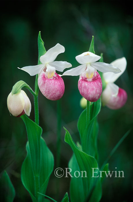 Showy Lady's Slippers &copy; Ron Erwin