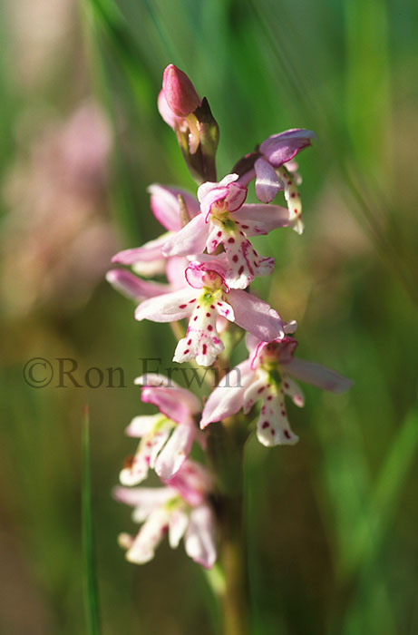 Small Round-leaved Orchis &copy; Ron Erwin