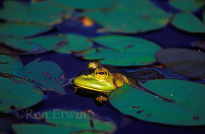 Bullfrog and Water Lilies
