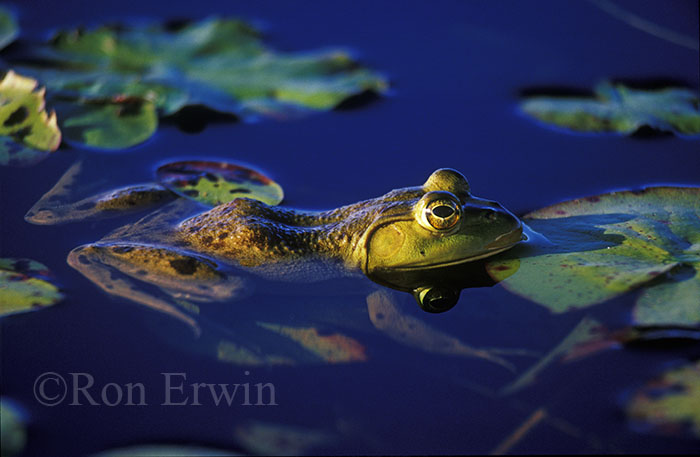 Floating Bullfrog