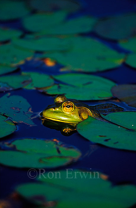 Floating Bullfrog