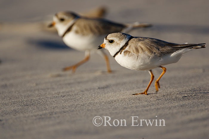 Piping Plovers Running