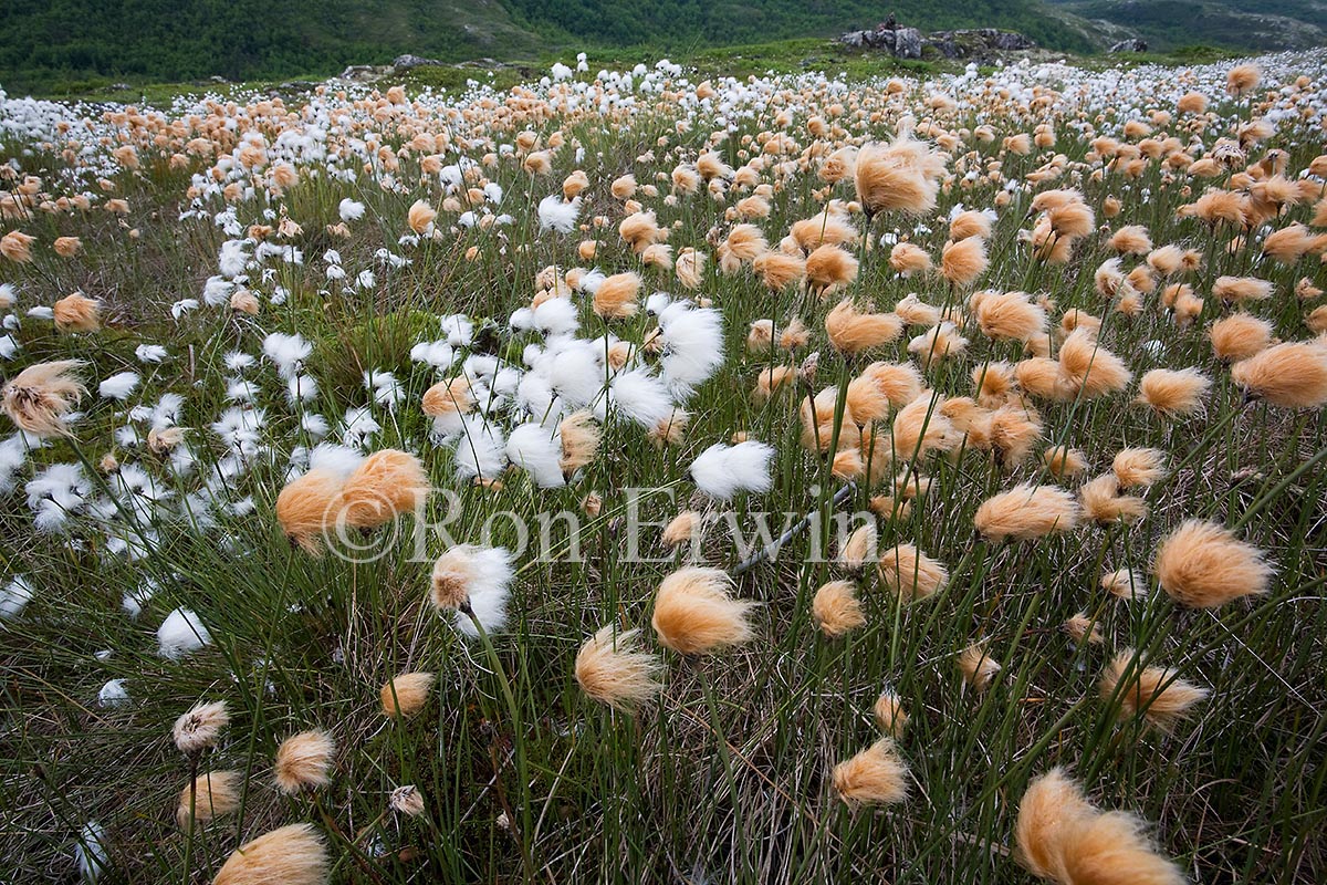 Tawny Cotton Grass, NL