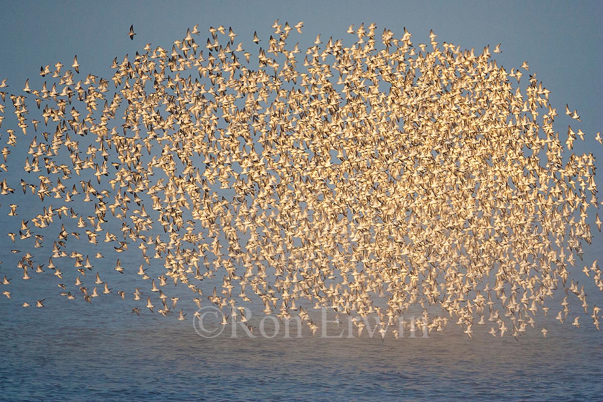 Shorebird Flock, NB