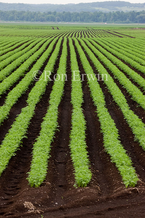 Carrot Crops in Holland Marsh