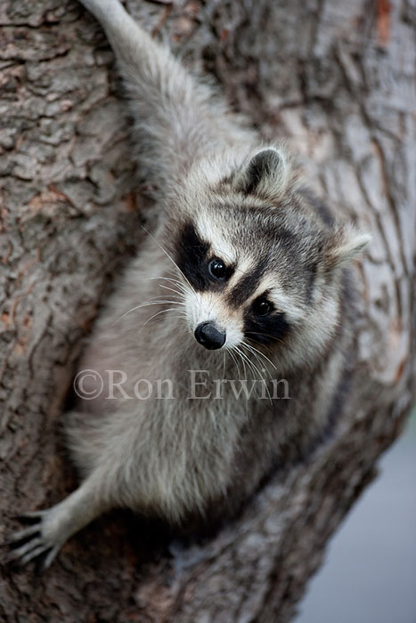 Raccoon in Tree Cavity
