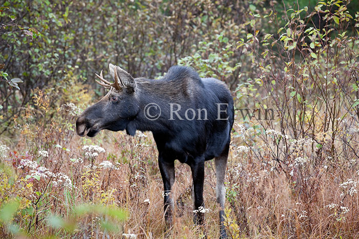 Young Male Moose in Autumn